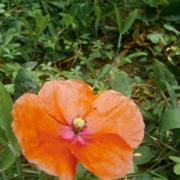 L'orange est dans le pré